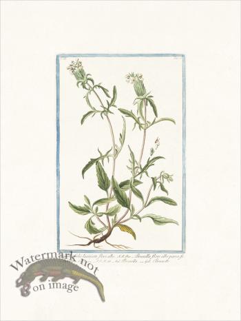 Bonelli 231 Carpenter's herb